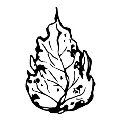 Sketch drawing of a birch leaf in black and white outline. Vintage combination of birch leaf.