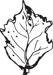 Sketch drawing of a birch leaf in black and white outline. Vintage combination of birch leaf.