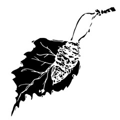 Sketch drawing of a birch leaf in black and white outline. Vintage combination of birch leaf.