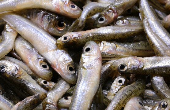 background of many caught fish called  sand smelt ideal for frying in boiling olive oil