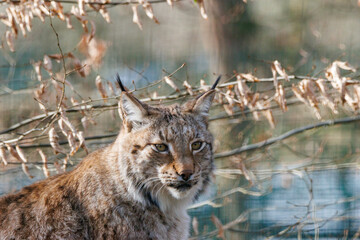 Luchs