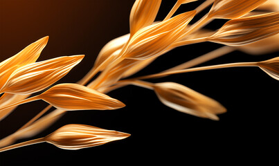 Oat ears on black background with copy space