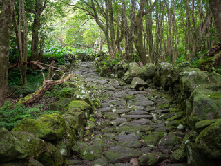 Stone path between the forest to reach Poço da Alagoinha