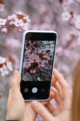 A girl takes a photo of a blooming decorative plum tree on her phone, close-up of the screen