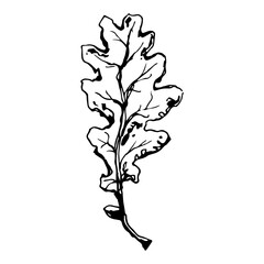 Sketch drawing of a oak leaf in black and white outline. Vintage oak, great design for any purposes.