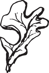 Sketch drawing of a oak leaf in black and white outline. Vintage oak, great design for any purposes.