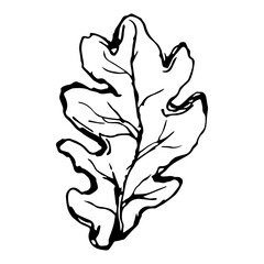 Sketch drawing of a oak leaf in black and white outline. Vintage oak, great design for any purposes.
