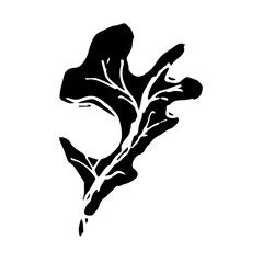 Sketch drawing of a oak leaf in black and white outline. Vintage oak, great design for any purposes.