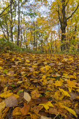 日本　北海道旭川市にある旭山公園の紅葉