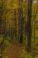 Obraz premium 日本 北海道旭川市にある旭山公園の紅葉