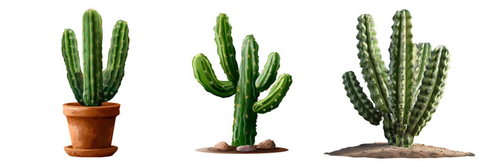 Cactus plant isolated on transparent background