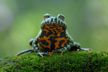 The Oriental Fire-bellied Toad (Bombina orientalis) on mossy wood.