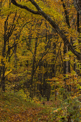 日本　北海道旭川市にある旭山公園の紅葉