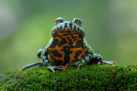The Oriental Fire-bellied Toad (Bombina orientalis) on mossy wood.