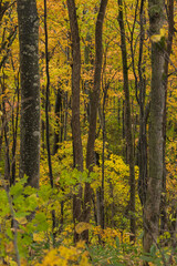 日本　北海道旭川市にある旭山公園の紅葉