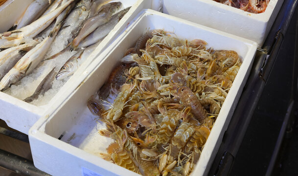 polystyrene tray with freshly caught shellfish called squilla mantis or PACCHERI in Italian language