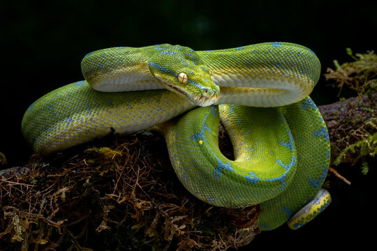 The Green Tree Python (Morelia viridis) also known as the Emerald Green Python.