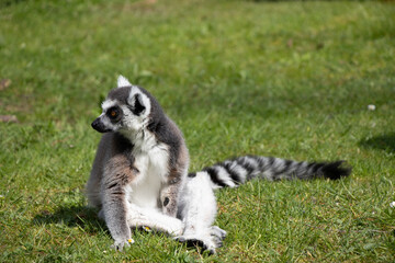 Maki Catta Lemurien zoo