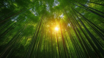 Fototapeta na wymiar Tranquil Bamboo Forest with Sunlight Filtering Through: A serene bamboo forest with sunlight filtering through the dense foliage, creating a calming atmosphere.