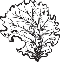 Hand drawn black leaves. Vintage leaf, great design for any purposes.