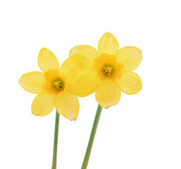 Yellow daffodils isolated on white background.