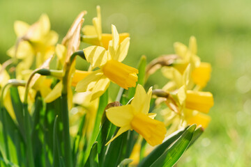 Jonquil in meadow. Spring flower and defocused nature background	 - 738680201