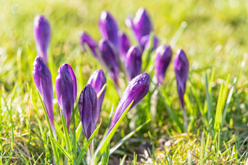 Beautiful violet crocuses grow in meadow. Early spring flowers.	 - 738680206