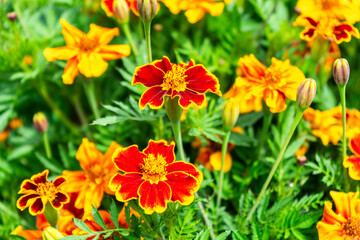  Student Flower with a Bee in a Garden in Lower Bavaria Germany.