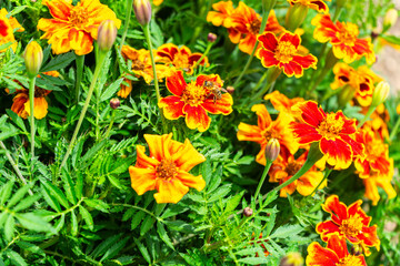  Student Flower with a Bee in a Garden in Lower Bavaria Germany.