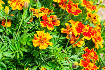  Student Flower with a Bee in a Garden in Lower Bavaria Germany.