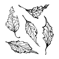 Trendy realistic with black leaves on white background. Hand drawn black illustration.