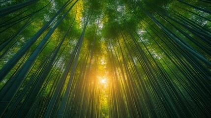 Tranquil Bamboo Forest with Sunlight Filtering Through: A serene bamboo forest with sunlight filtering through the dense foliage, creating a calming atmosphere.