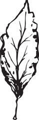 Hand drawn black leaves. Vintage leaf, great design for any purposes.