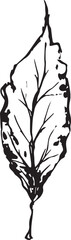 Hand drawn black leaves. Vintage leaf, great design for any purposes.