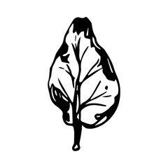 Trendy realistic with black leaves on white background. Hand drawn black illustration.