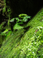 Close-up of the plants covering the interior walls of Algar do Carvão, Terceira Island, Azores