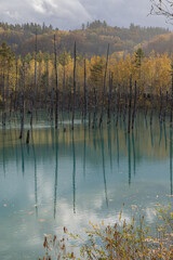 日本　北海道上川郡美瑛町白金にある青い池に枯れ立つカラマツの木と紅葉