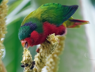 Kuhl's lorikeet
