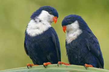 couple of Blue lorikeet
The blue lorikeet is a small lorikeet from French Polynesia and the Cook Islands.
bird on a branch
