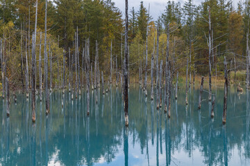 日本　北海道上川郡美瑛町白金にある青い池に枯れ立つカラマツの木と紅葉