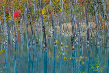 日本　北海道上川郡美瑛町白金にある青い池に枯れ立つカラマツの木と紅葉