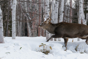 Large brown male deer stag walking in winter snow