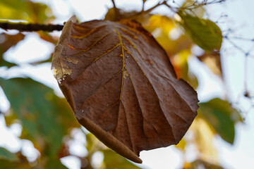 beautiful leaf texture