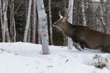 Large brown stag deer leaping through snow in woodland