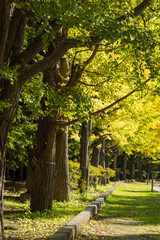 日本　北海道札幌市中央区にある中島公園の並木道