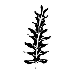 Sketch drawing of a fern in black and white outline. Vintage fern, great design for any purposes.