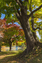 Fototapeta premium 日本 北海道札幌市中央区にある中島公園の紅葉