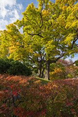Naklejka premium 日本 北海道札幌市中央区にある中島公園の紅葉
