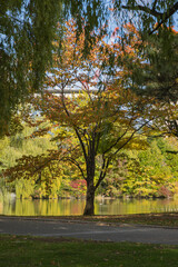 日本　北海道札幌市中央区にある中島公園の菖蒲池と紅葉