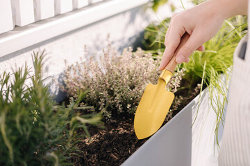 Close-up of woman using little yellow shovel to dig ground in terrace flowerpot. Macro 